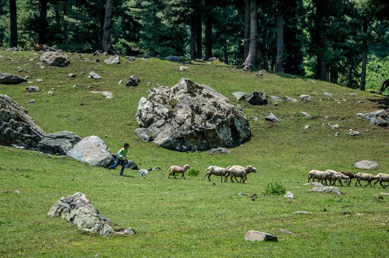 The sheep Chase The sheep Chase