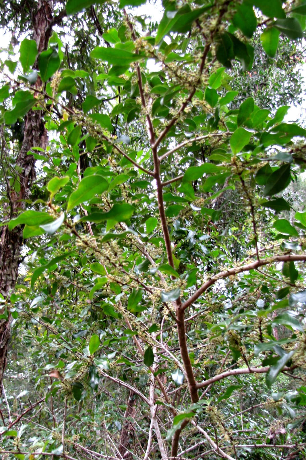 Sydney's Wildflowers and Native Plants: Myrsine (Rapanea) howittiana ...