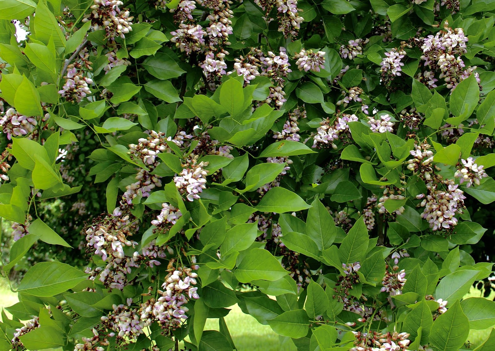 Medicinal plant Pongamia pinnata
