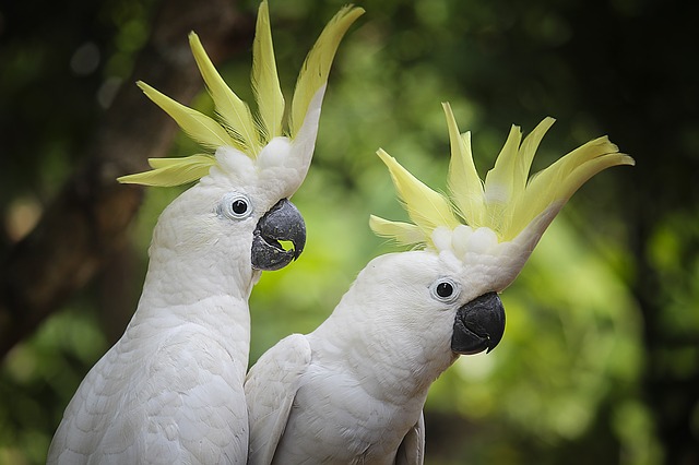 cockatoo parrot cockatoo parrot