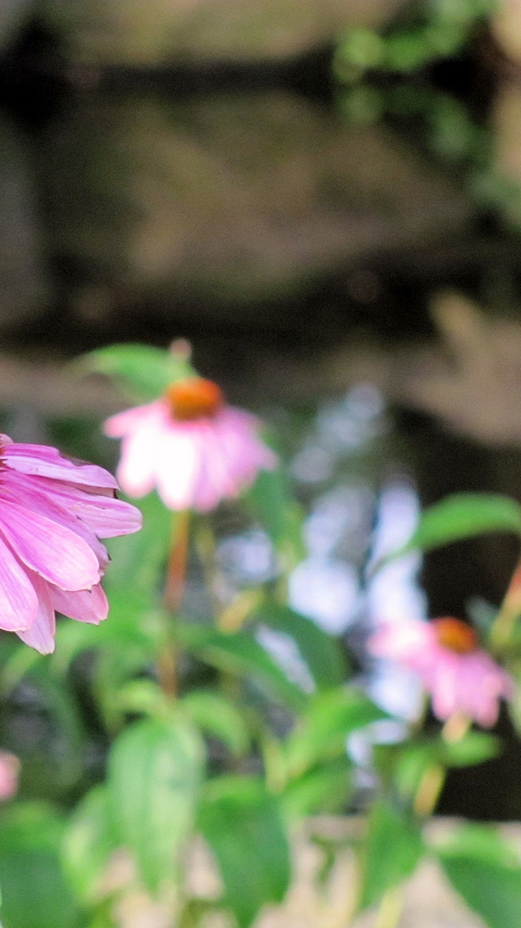 خلفيات ورود للموبايل والآيفون