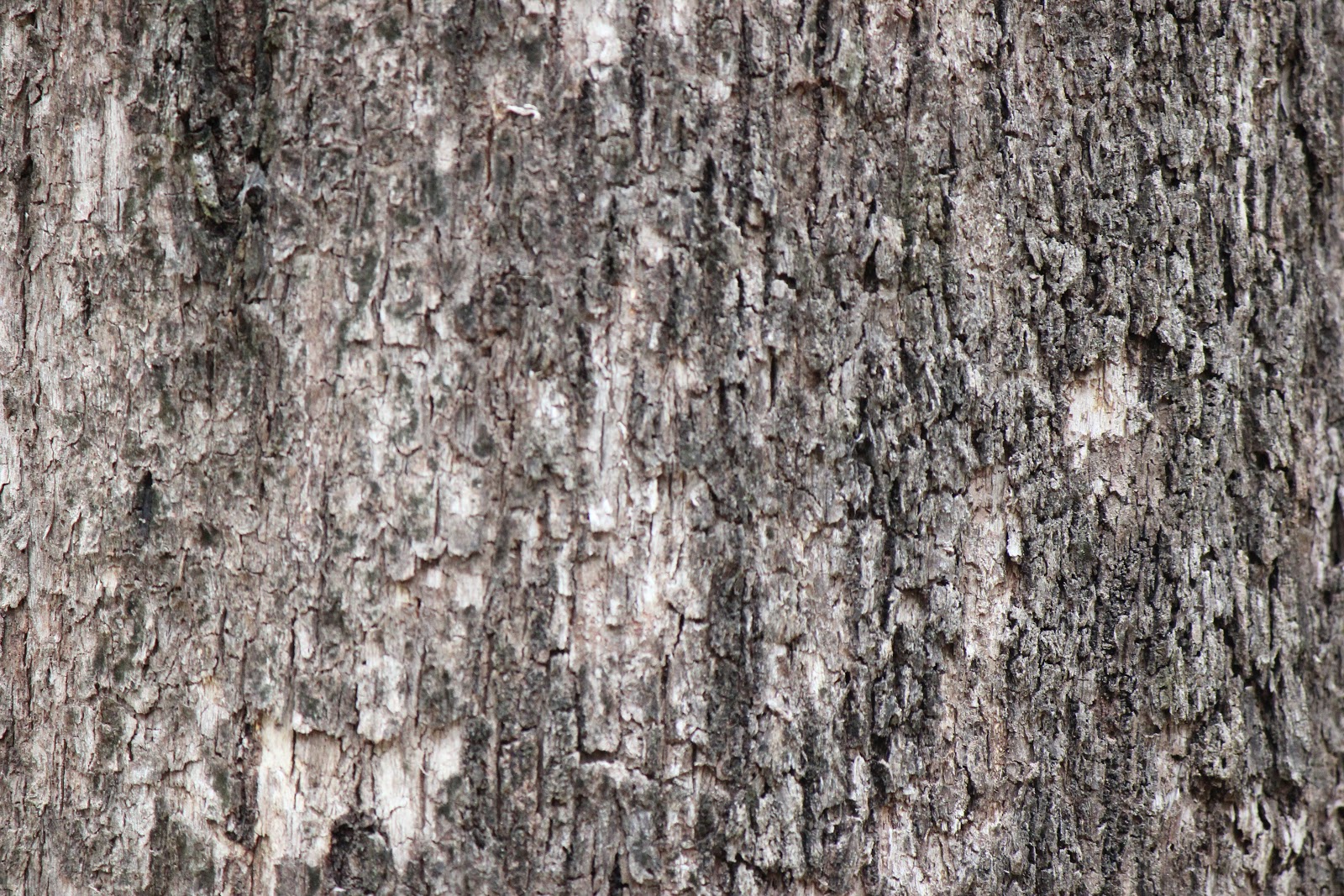 Brisbane Backyard Naturalist: Want to know Gum Trees? Part 2