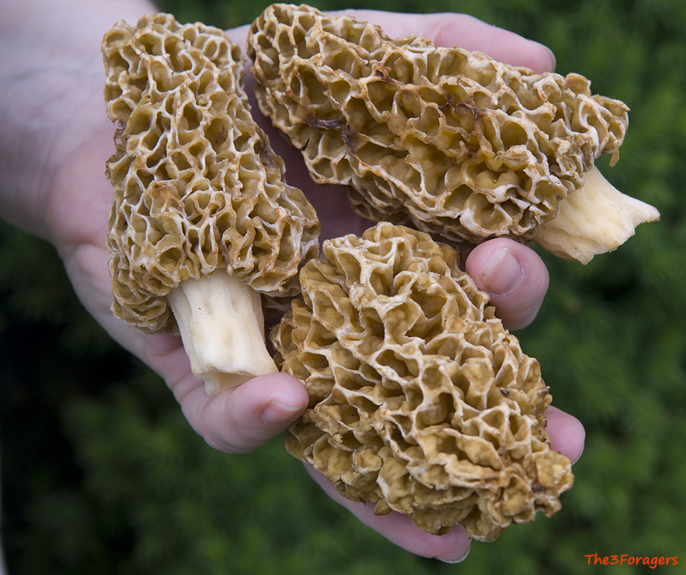 The 3 Foragers Foraging for Wild, Natural, Organic Food Spring