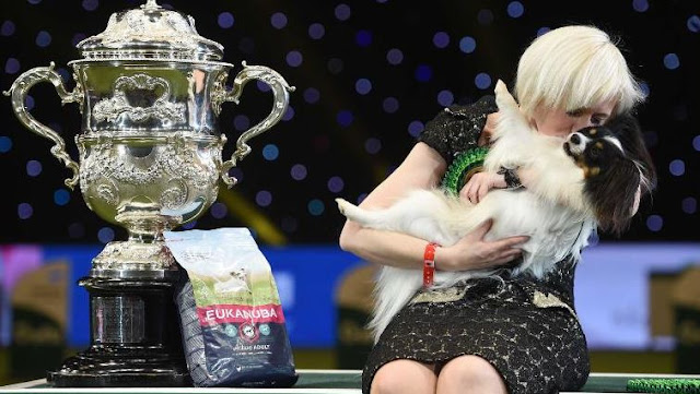 Pooches with panache at the world's biggest dog show