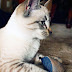 DIY Upcycled Cat Toy (Menswear Mouse Toy)