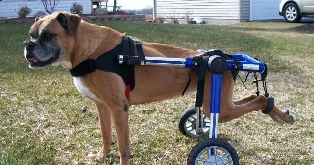 Howard Animal Hospital Treating Rear Leg Paralysis Of Dogs overcoming-paralysis-inspiring-stories-and-effective-treatments