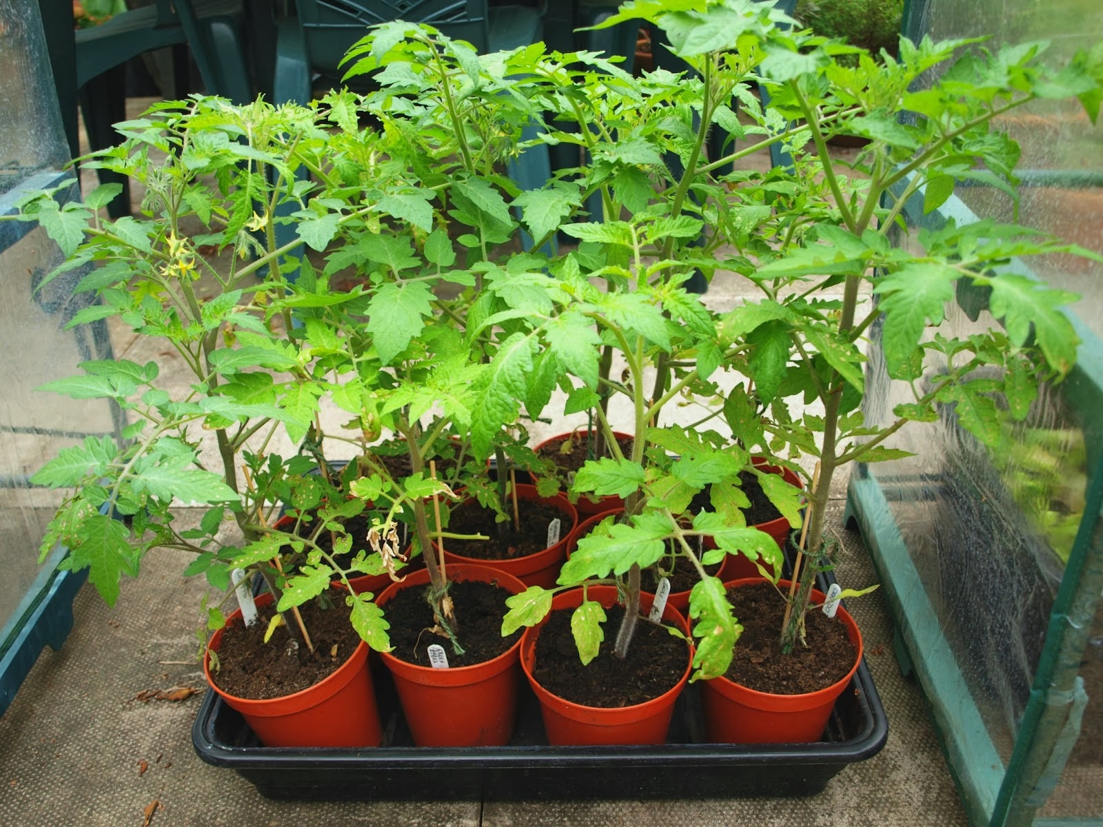 Tips for growing tomatoes in pots Garden Park