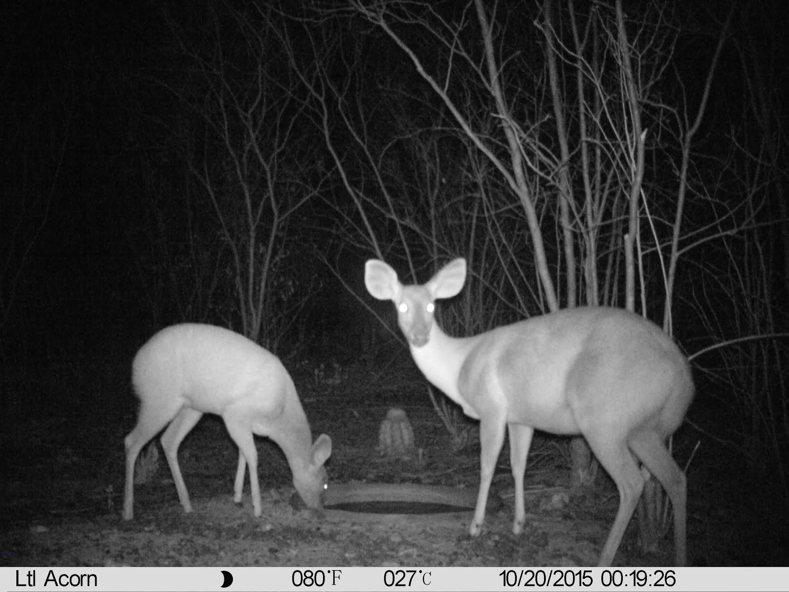 O veado bebendo água à noite na caatinga