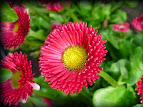 Bellis perennis