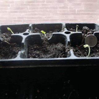 Scottys Backyard Kenaf Lignin Removal Test Plants Gif Image