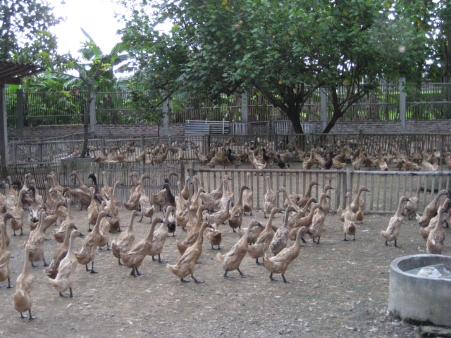 Petani Korban Budaya bebek petelur