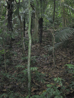 Leaf litter covered forest floor