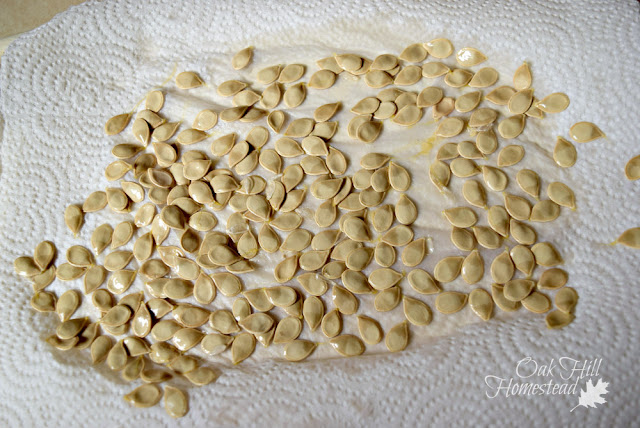 Acorn squash seeds