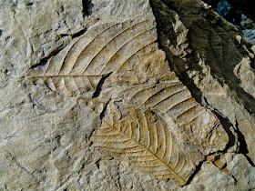 Longyearbreen, fósiles