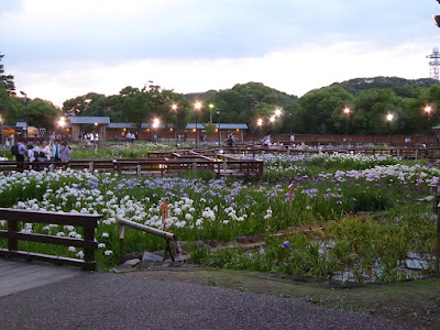山田池公園・花しょうぶ園のライトアップ