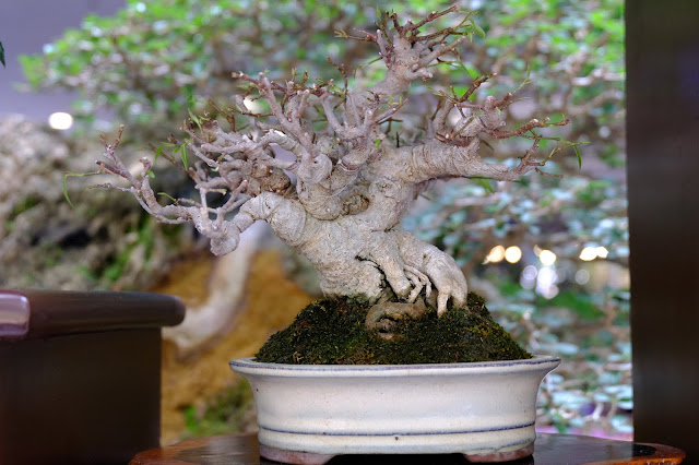 banyan bonsai