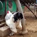 Гигантски петел "се разхожда" из социалните мрежи (видео)