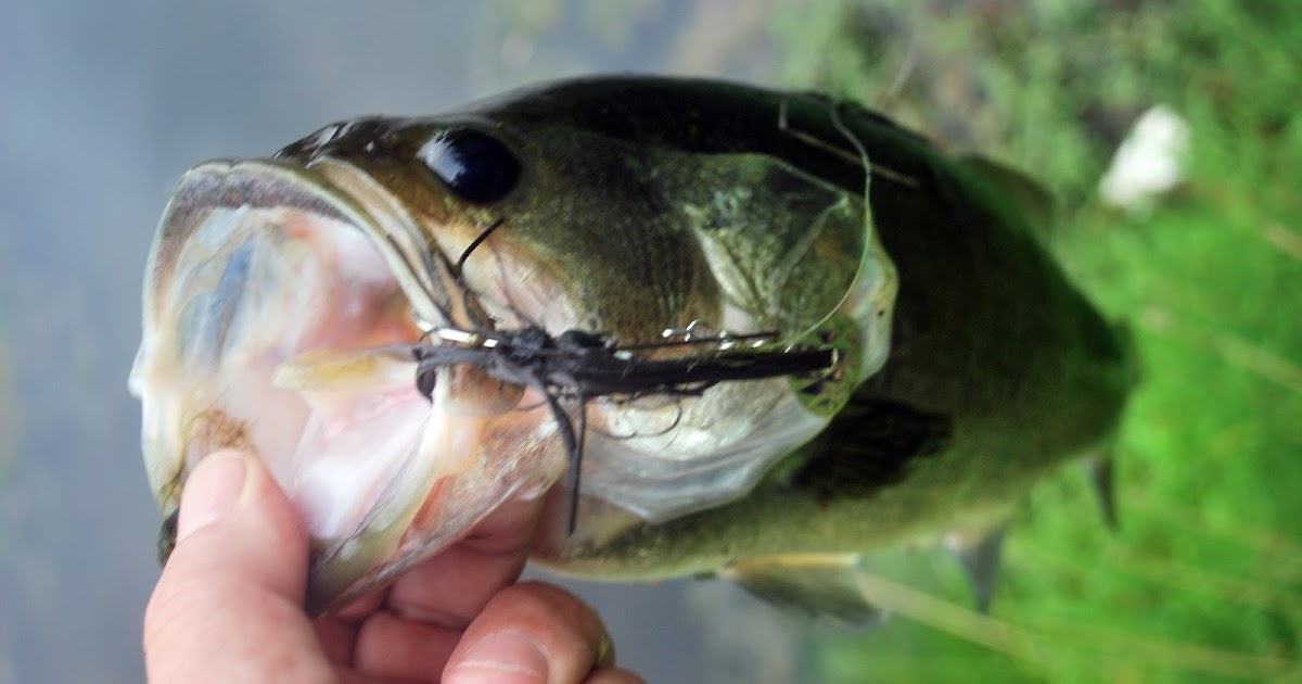 Litton's Fishing Lines Fishing Pressure on Pond Largemouth Bass