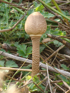 Macrolepiota procera DSC96415