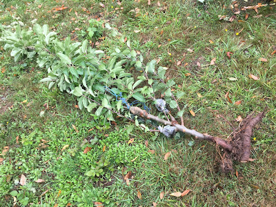 Grafter Apple Rootstock Sucker