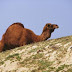 Camel meat healthier than red meat
