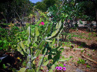 Cactus Plants Beach Plants Grows On Pemuteran Beach North Bali