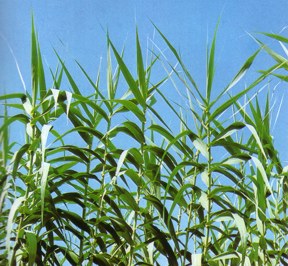 CARMELAGOMEZ CAÑAVERAS