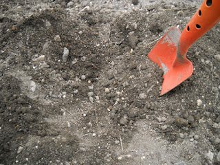 大根: 植え方と育て方 - 大根を植える時期