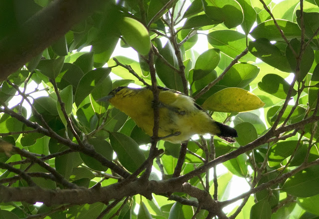 Common Iora - Singapore Botanic Gardens