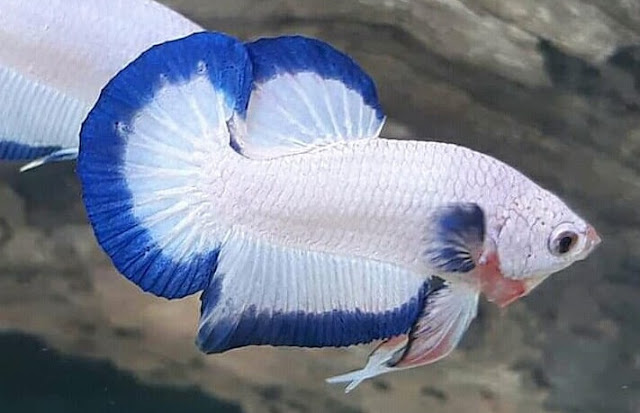 Ikan Cupang Bluerim - ikanhiasku