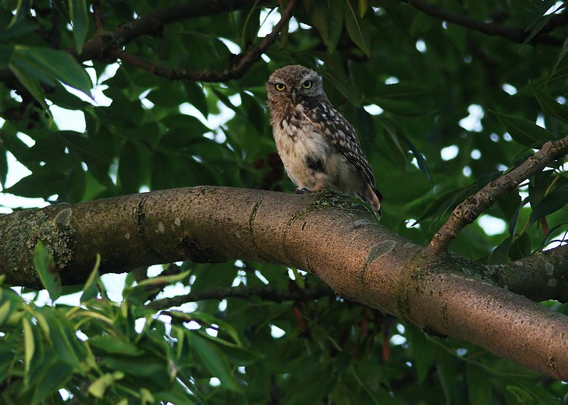 Arné Roest Natuurfotografie: Foto's uit de streek