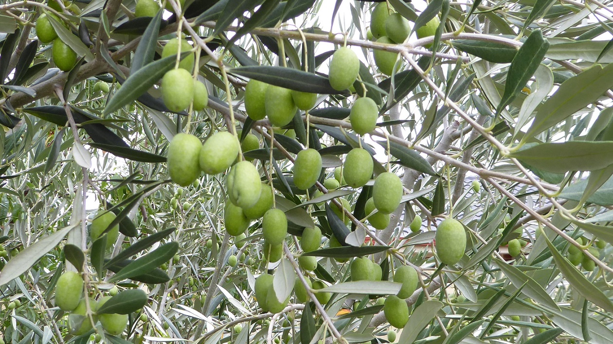 Growing Organic Fruit Growing Olives