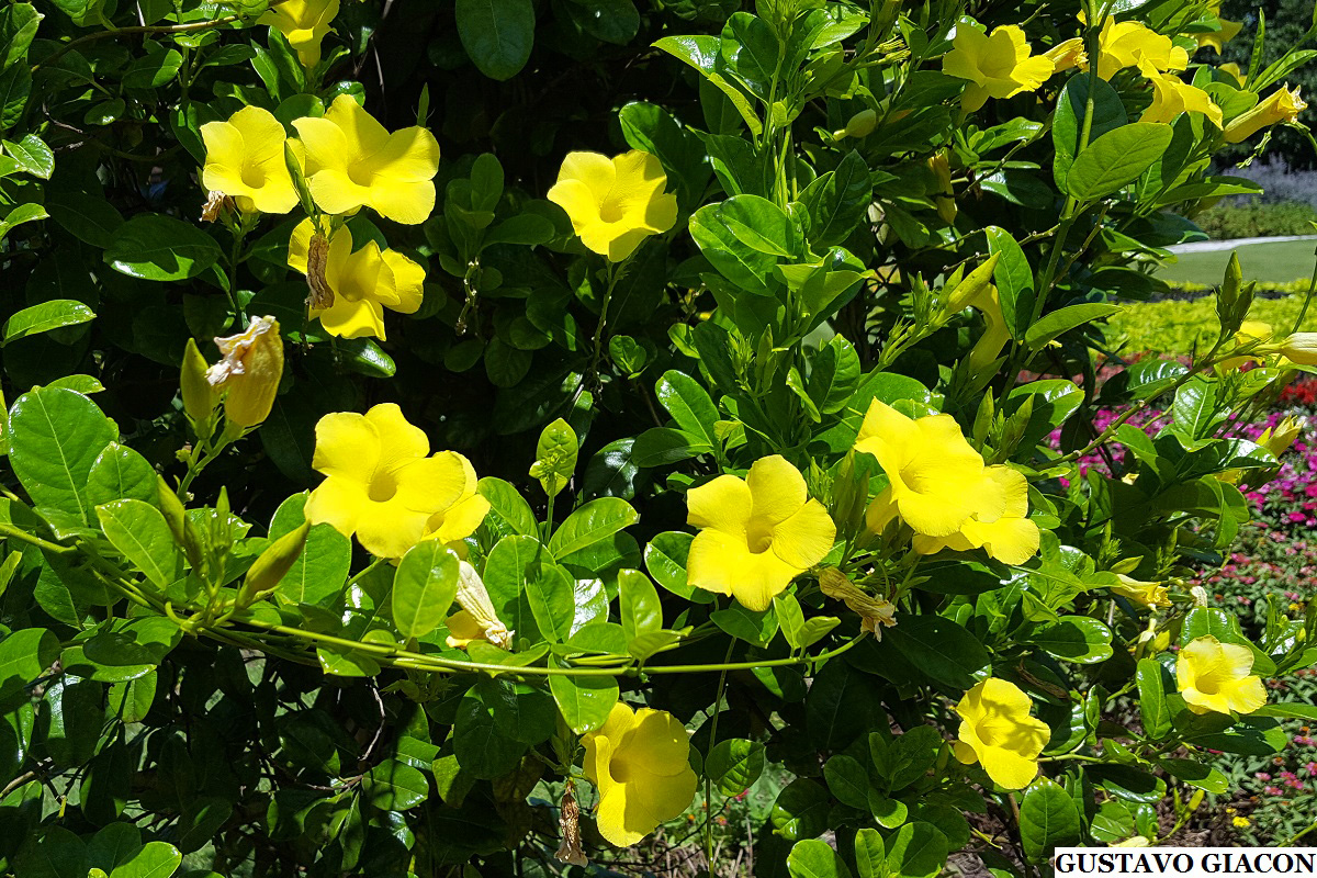 Viveiro Ciprest - Plantas Nativas e Exóticas: Dipladênia Amarela (  Urechites lutea )