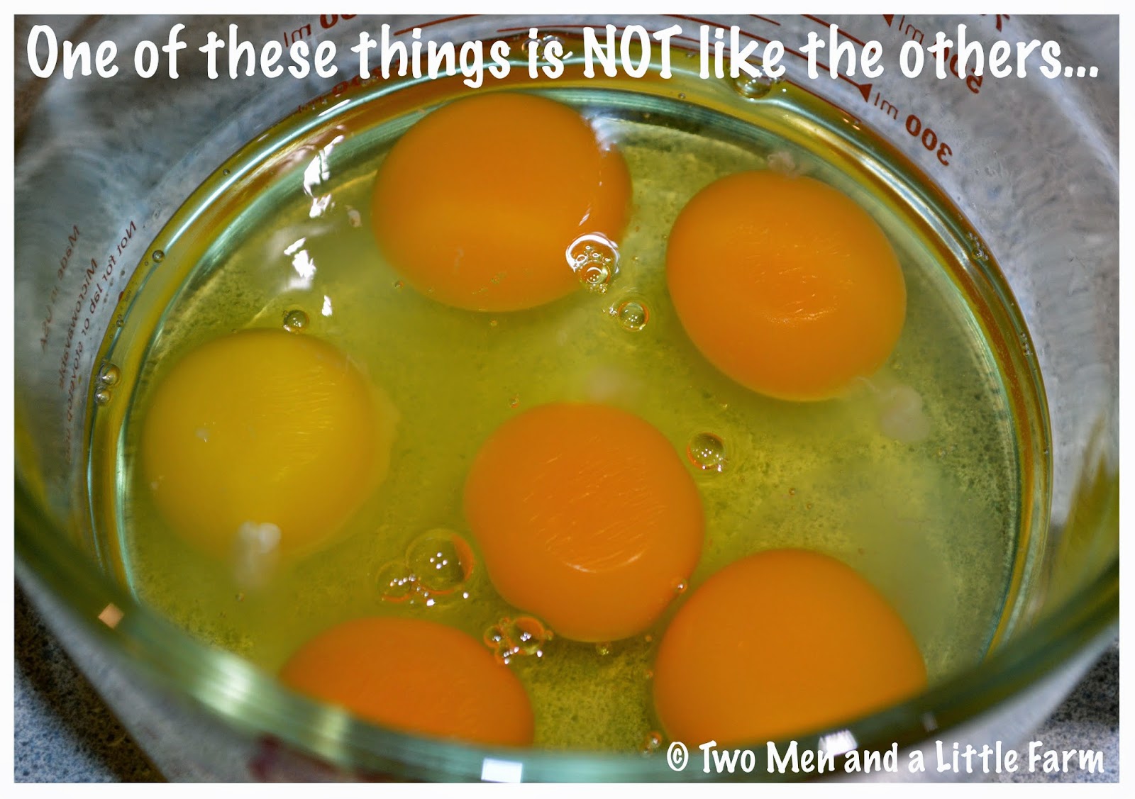 HOw To GOTTA LOVE FARM EGGS