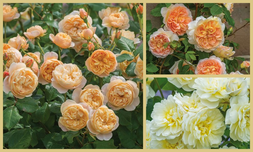 Rosas David Austin Roses RHS Chelsea Flower Show 2016