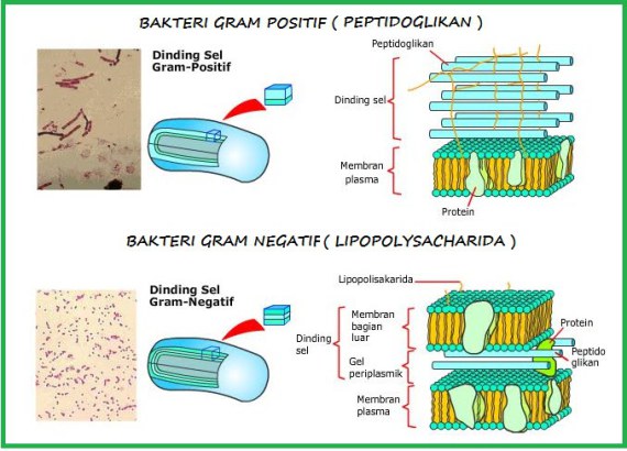 Welcome :): Metode Pewarnaan Gram Pada Sel Bakteri