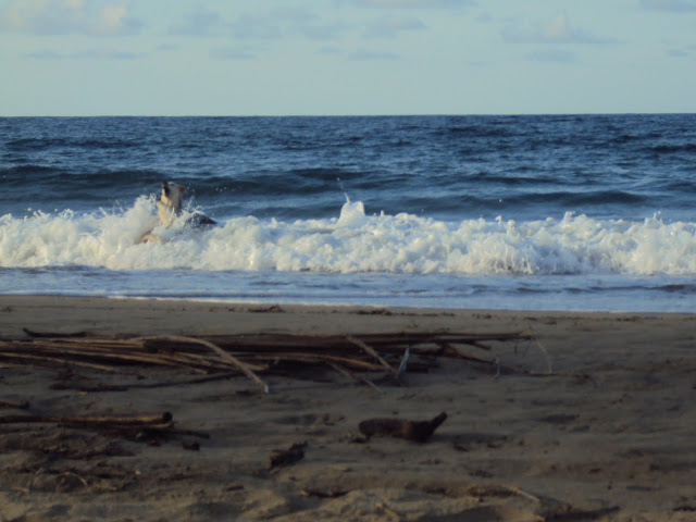 Puerto viejo. Costa Rica