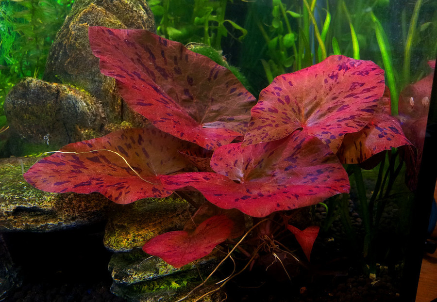 Finatics Tropical Fish Plant order will arrive Thursday