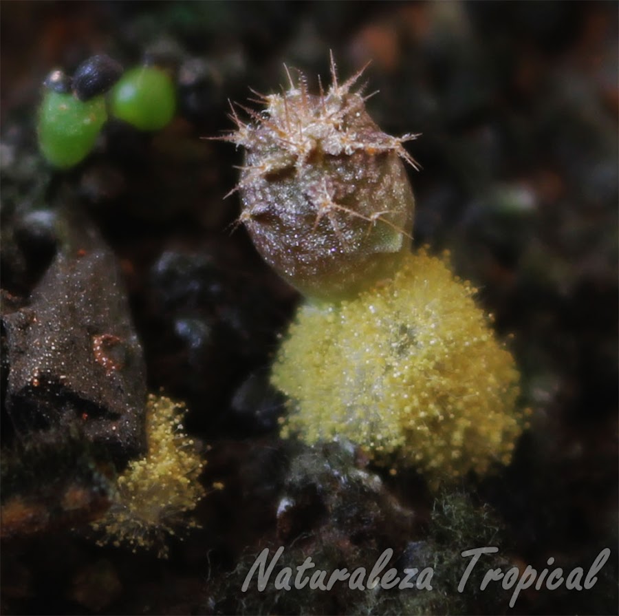 Trichoderma sp creciendo en los alrededores de una plántula de un cactus protegiéndolo de hongos patógenos y favoreciendo su crecimiento