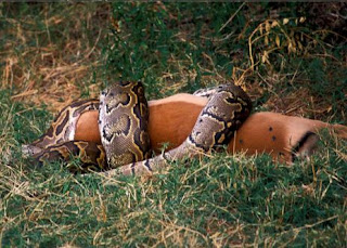 ython+Coiled+Around+Impala.jpg