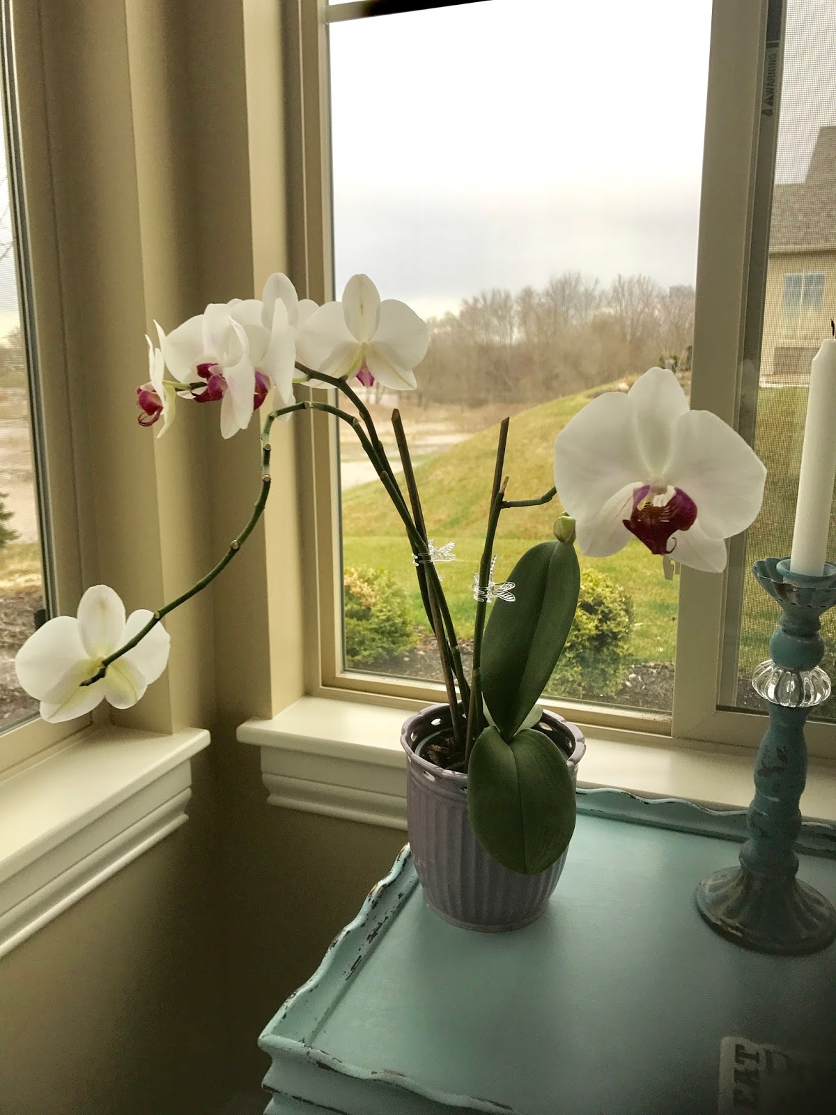 A Tender Reed He Will Not Break