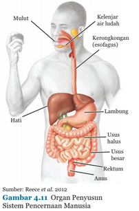 Mengapa Struktur Usus Halus Yg Memiliki Vili Lebih Efektif ...