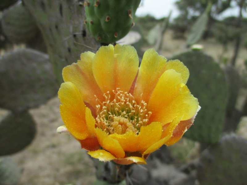 El nopal - blog 11