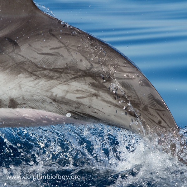 Dolphin Biology and Conservation Tooth rake marks