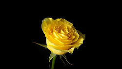 rose background yellow roses golden desktop linkedin single google water