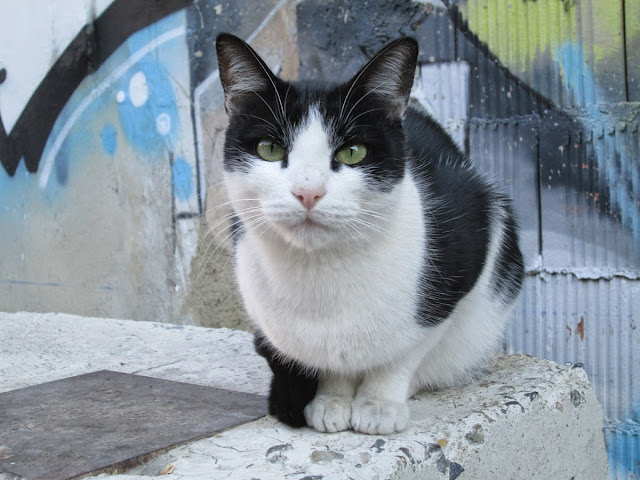 Animales urbanos: gatos, diciembre 2013 - Paseos Fotográficos Valencia