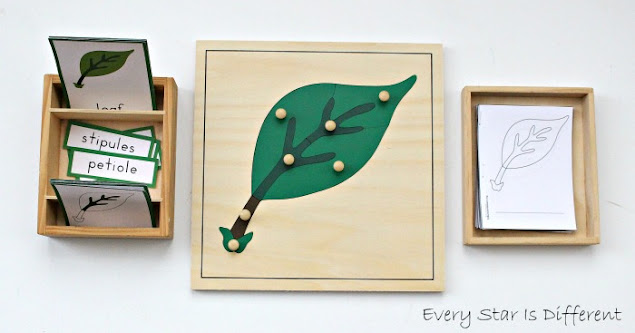 Parts of a leaf learning activities and free printables.