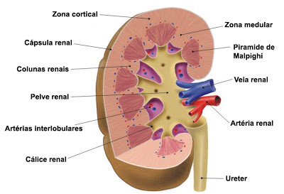 sistema renal 2