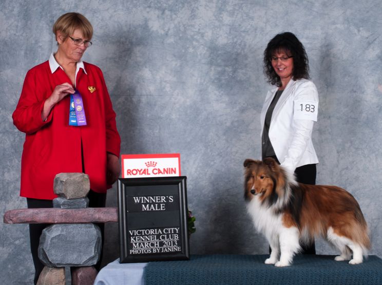 KelLani Shelties Victoria City Kennel Club Show News!