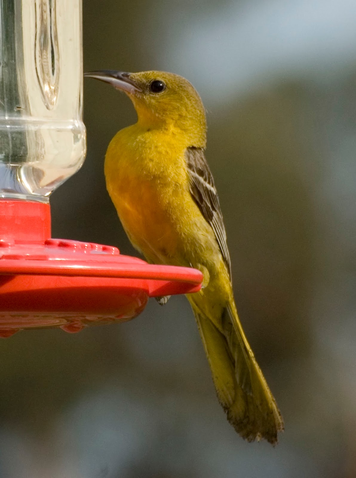 the yellow birds the yellow birds